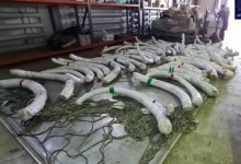 Россиянин пытался вывезти бивни мамонта из Нур-Султана в Китай