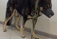 Понесет ли наказание полицейский, избивший собаку в Майкудуке