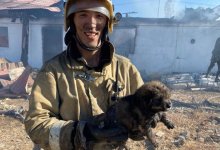 В Актобе пожарные вытащили из огня щенка