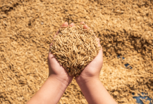 Минсельхоз Казахстана: СМИ создают искусственный ажиотаж вокруг зерна и муки