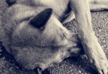 На полицейского, избившего пса палкой в Майкудуке, пожаловались в прокуратуру