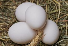 В Казахстане на 16% подорожали яйца