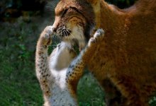 Рысь с детенышами попала в объектив фотоловушки в Бурабае