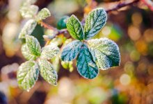 Снег и усиление ветра: прогноз погоды в Казахстане на ближайшие три дня