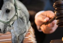 В Алматы жестоко избили лошадь, однако наказывать за это никого не будут