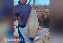 В Алматинской области парень зарезал краснокнижного лебедя, чтобы похвастаться