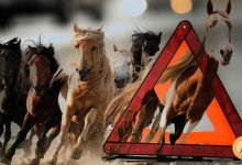 В Нур-Султане автомобиль столкнулся с лошадьми: один человек в коме