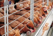 В Казахстане семь птицефабрик заподозрили в ценовом сговоре