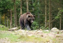 Браконьер в ВКО убил медведя ради лап и мяса