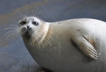 Причину гибели тюленей выясняют ученые Прикаспийских стран