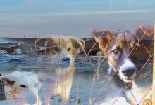 Из-за прорыва дамбы в Алматы затопило приют для животных