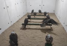 Краснокнижных соколов изъяли у дачника в Алматинской области