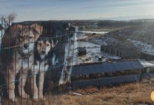 Затопленный приют для животных в Алматы могут закрыть