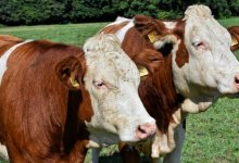 Из-за бездействия госслужащего в ЗКО погибло 40 голов скота