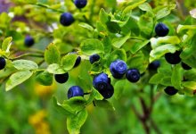 Названа ягода, которая поможет улучшить память и поднять настроение