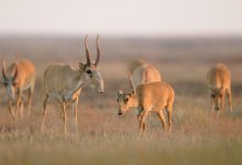 Браконьеры уничтожили краснокнижных сайгаков на 1,6 млрд тенге в Атырау