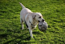 Играющие в футбол собаки умилили Казнет и разозлили акимат Талгара