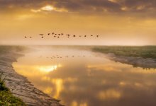 Ученые предлагают чистить озера с помощью птичьего помета