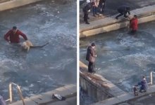 Поступок восхитил Казнет: в Алматы мужчина спас застрявшую во льду собаку