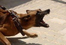 Состояние тяжелое: на школьницу в Атырау напали бездомные собаки