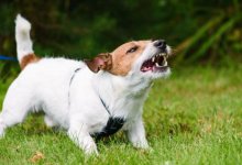 Собаки насмерть загрызли семилетнюю девочку в Усть-Каменогорске