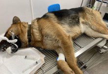 Загрызть семилетнюю девочку в Усть-Каменогорске могли собаки ее родителей