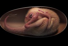 В Китае нашли идеально сохранившийся эмбрион динозавра