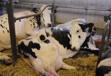 Опасную болезнь выявили у скота в Карагандинской области