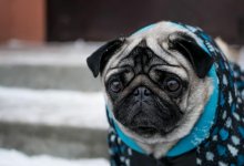 Штрафы до трех миллионов тенге за жестокое обращение с животными закрепил Парламент