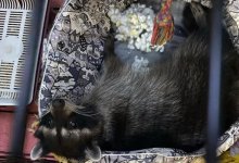 В Мангистау разыскивают енота, «сбежавшего» с места ДТП