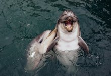 Дельфины умеют передавать информацию друг другу - ученые