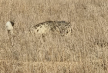 Снежного барса сняли на видео у парка Алтын-Эмель