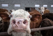 Блокпосты выставили у села в Карагандинской области