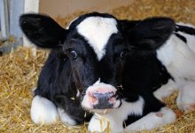 Опасный вирус выявили у скота в Западно-Казахстанской области