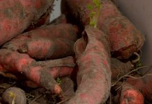 На полугнилые овощи по социальной цене жалуются жители Шымкента