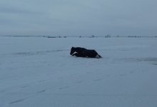 Провалившихся под лед лошадей спасли в ВКО