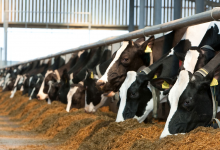 Фермеры потребовали снизить цену на корм для скота в Мангистауской области