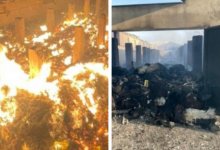 Крупный пожар в Туркестанской области: погибли пастух и более тысячи овец