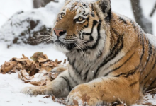 Туранские тигры в Казахстане могут появиться уже в 2025 году