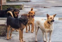 Стаи собак атакуют жителей поселка в пригороде Актобе