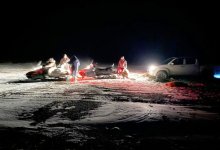 Волки загрызли стадо овец в Атырауской области