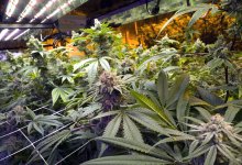 Кусты зацвели: в Алматы 74-летний пенсионер держал наркотеплицу