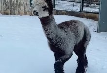 В Алматинском зоопарке поселилось необычное животное