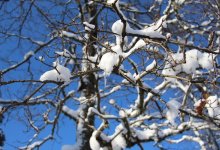 600 млн тенге на стряхивание снега: в акимате Шымкента ответили на информацию