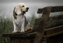 Запрет публикаций в СМИ кадров с издевательствами над животными прокомментировали в Минэкологии