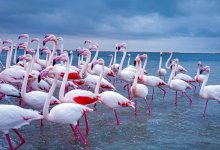 Розовые фламинго вернулись в Мангистау