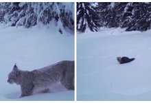 Рысь и соболь: дикие животные попали на фотоловушку заповедника ВКО