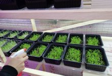 Лук, петрушку и кинзу выращивают осужденные в колонии строгого режима ВКО