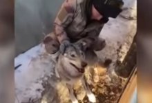 Обнаглевшего волка поймали сельчане Западно-Казахстанской области