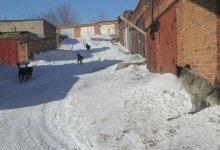 Стая бродячих собак чуть не загрызла девочку в Усть-Каменогорске